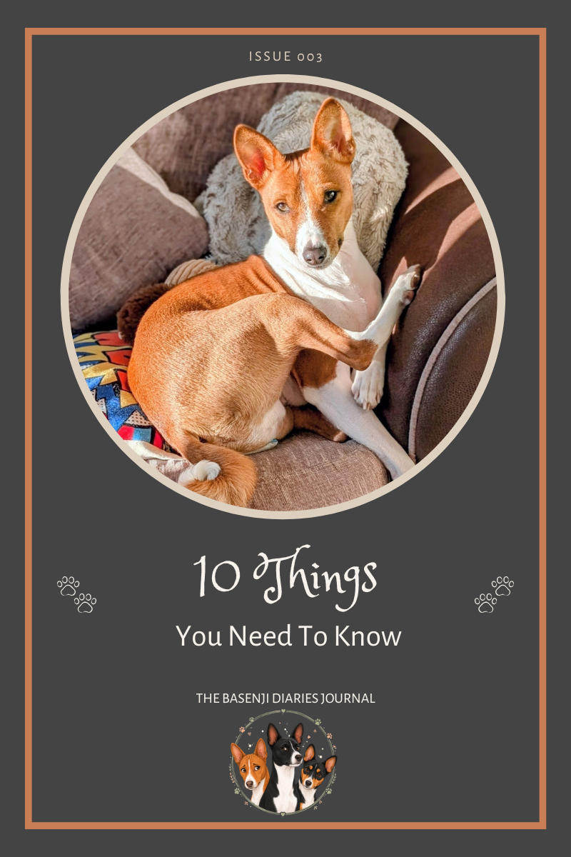 10 Things Nobody Tells You Before Getting a Basenji