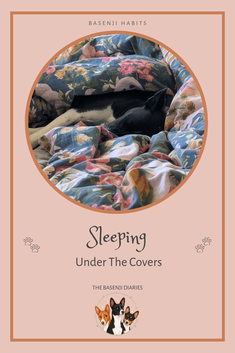 How Do Basenjis Sleep Under the Covers Without Suffocating?