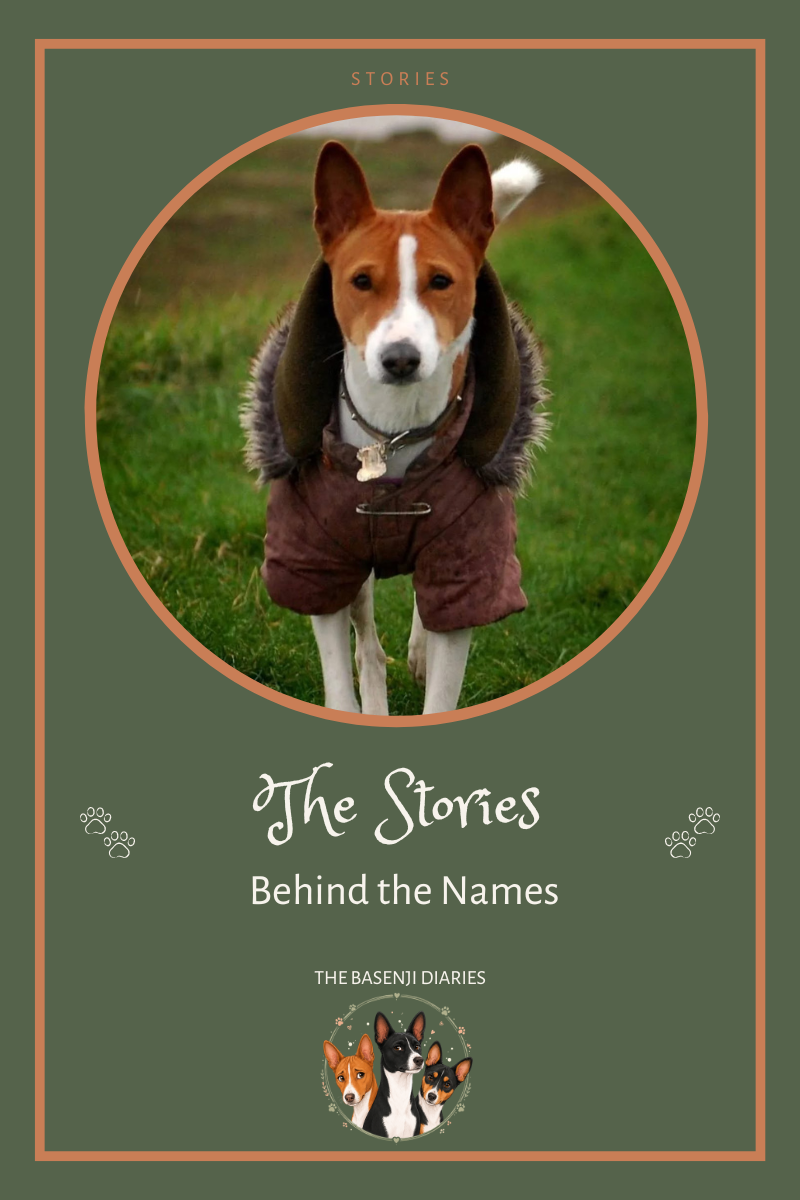 What's in a Name? The Stories Behind My Basenjis' Names